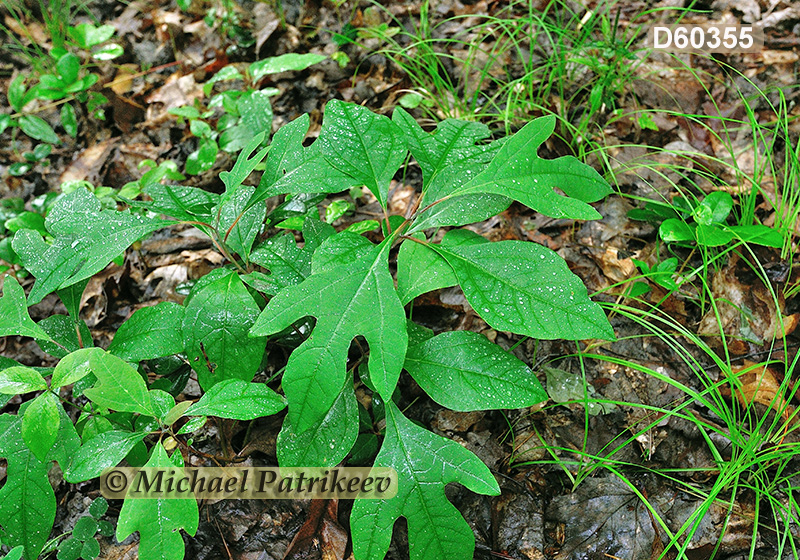 Sassafras (Sassafras albidum)